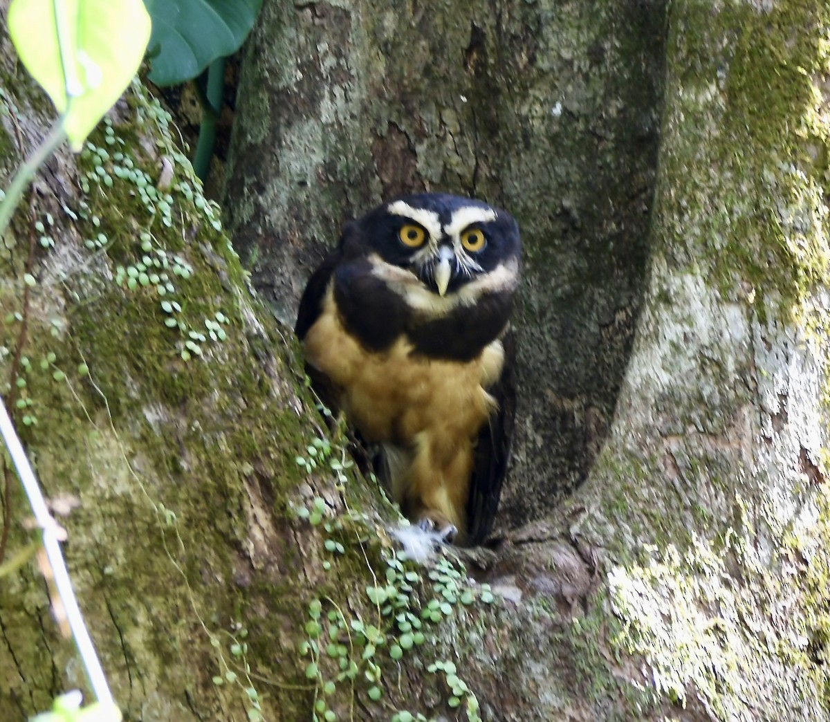 Spectacled Owl - ML619270648