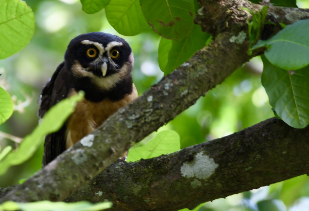 Spectacled Owl - ML619270649
