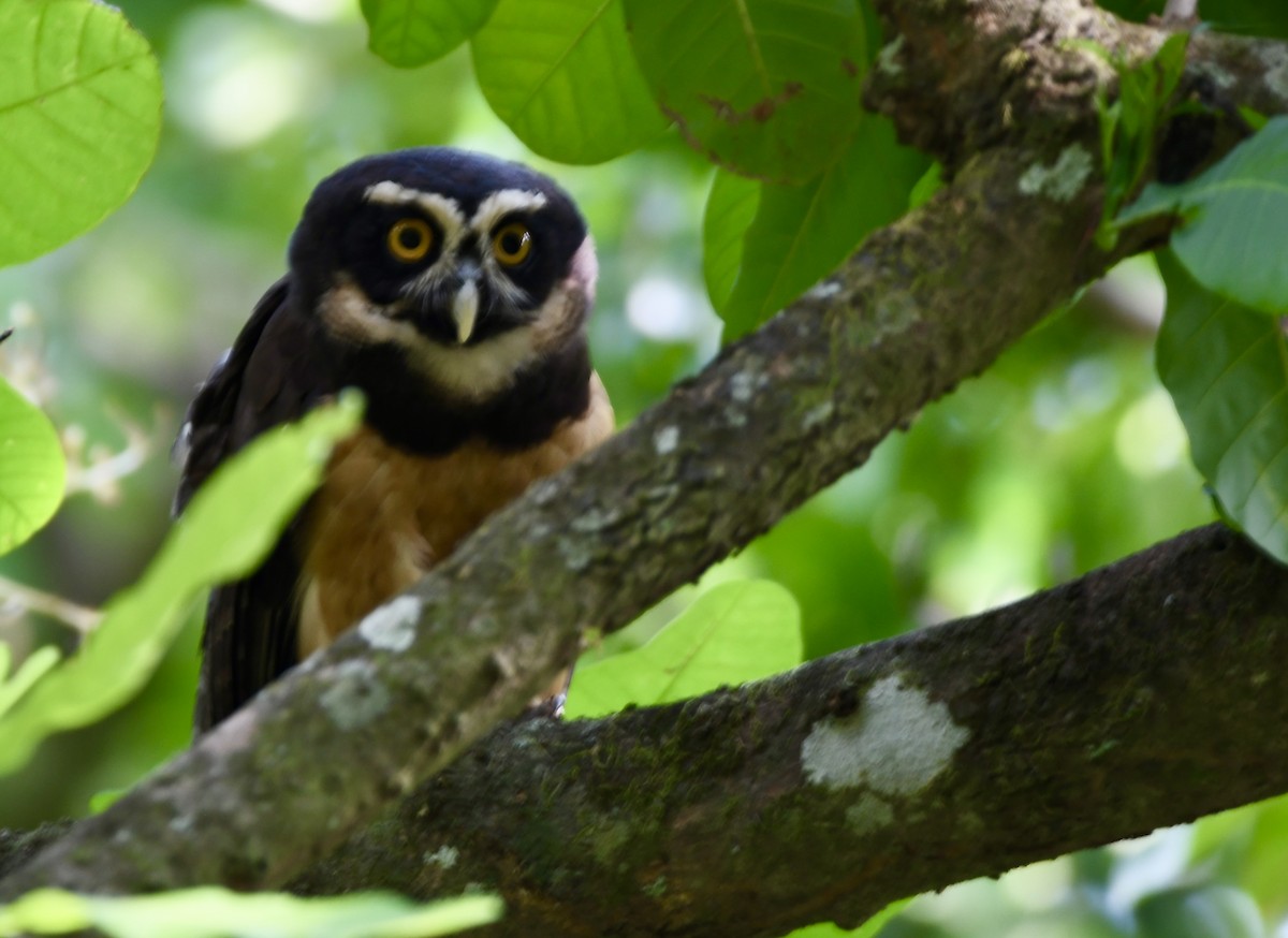 Spectacled Owl - ML619270650