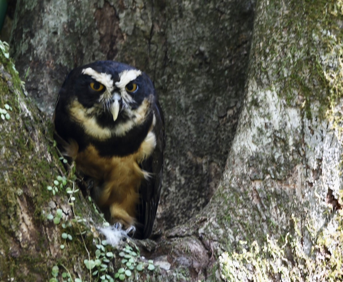 Spectacled Owl - ML619270652