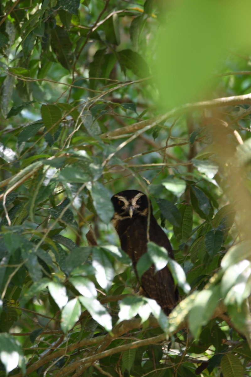 Spectacled Owl - ML619270654