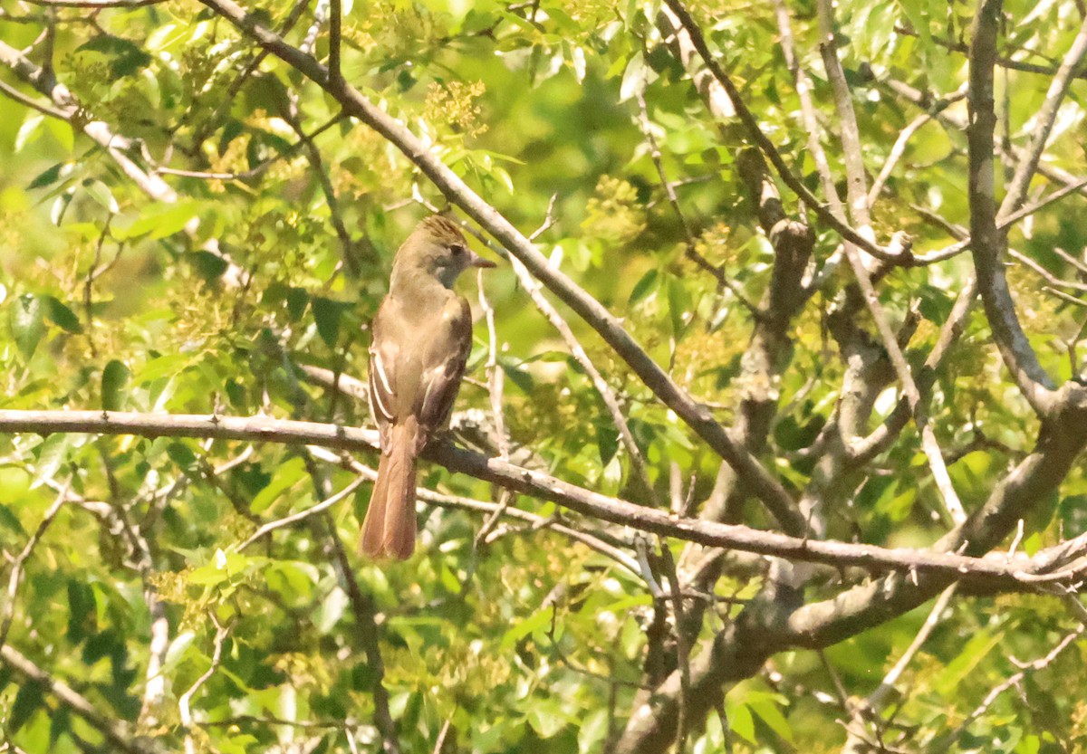 Great Crested Flycatcher - ML619270688