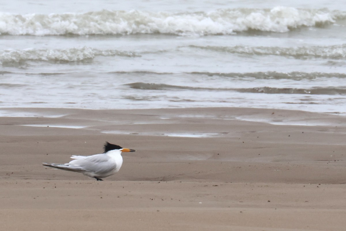 Chinese Crested Tern - ML619270696