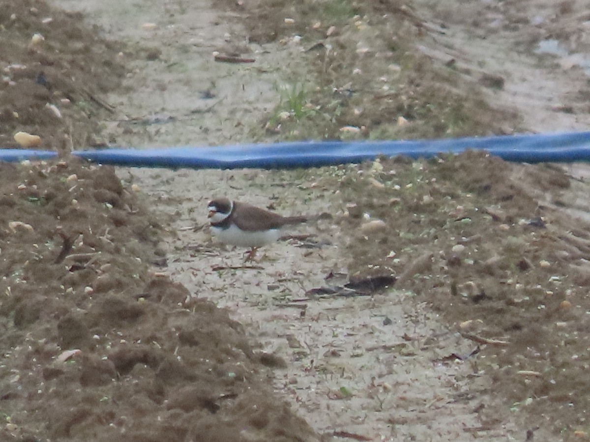 Semipalmated Plover - ML619270730