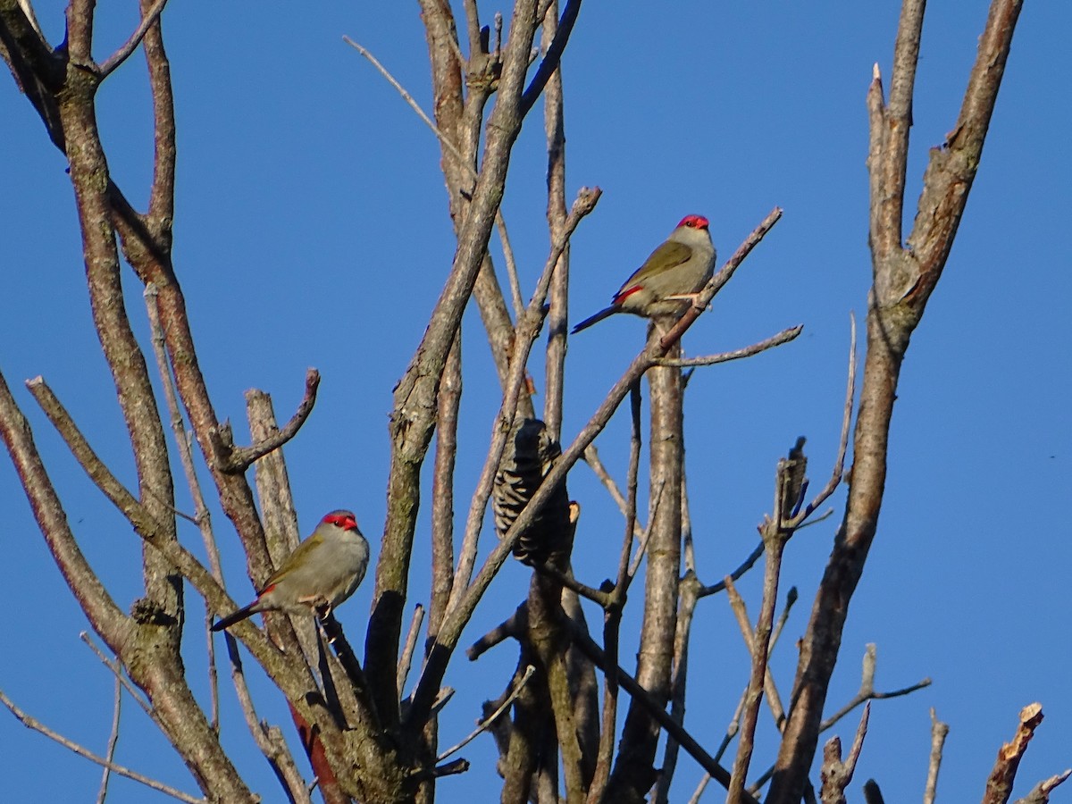 Red-browed Firetail - ML619270731