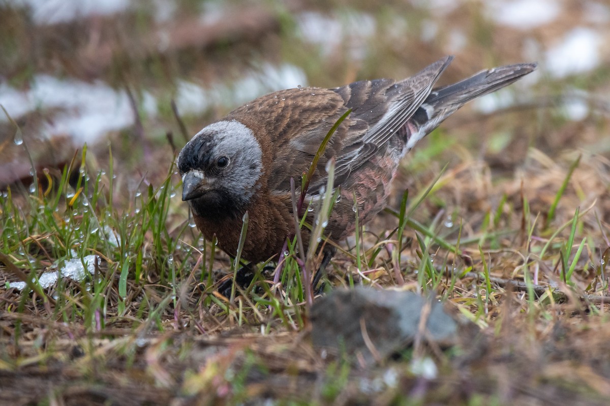 Gray-crowned Rosy-Finch - ML619270762
