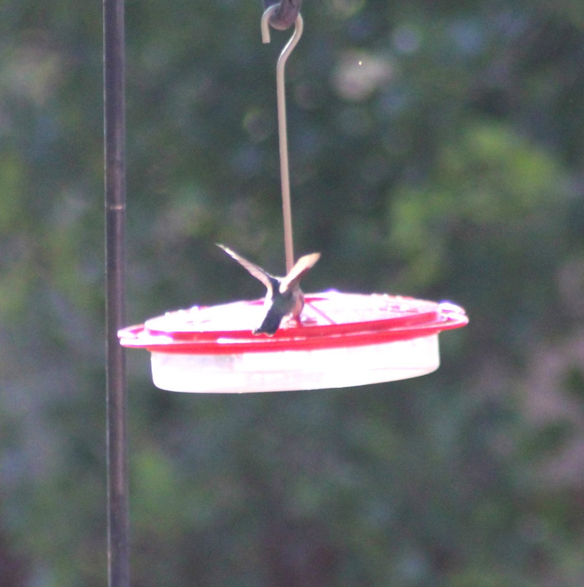 hummingbird sp. - ML619270818