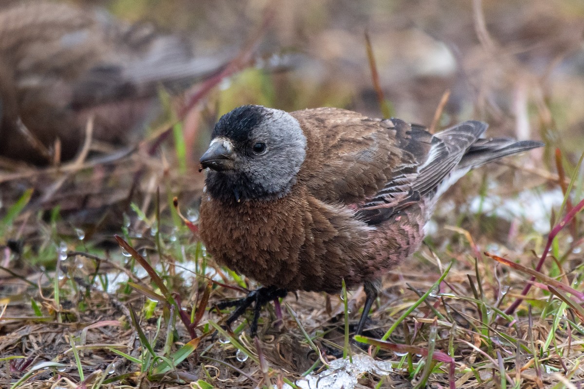 Gray-crowned Rosy-Finch - ML619270825