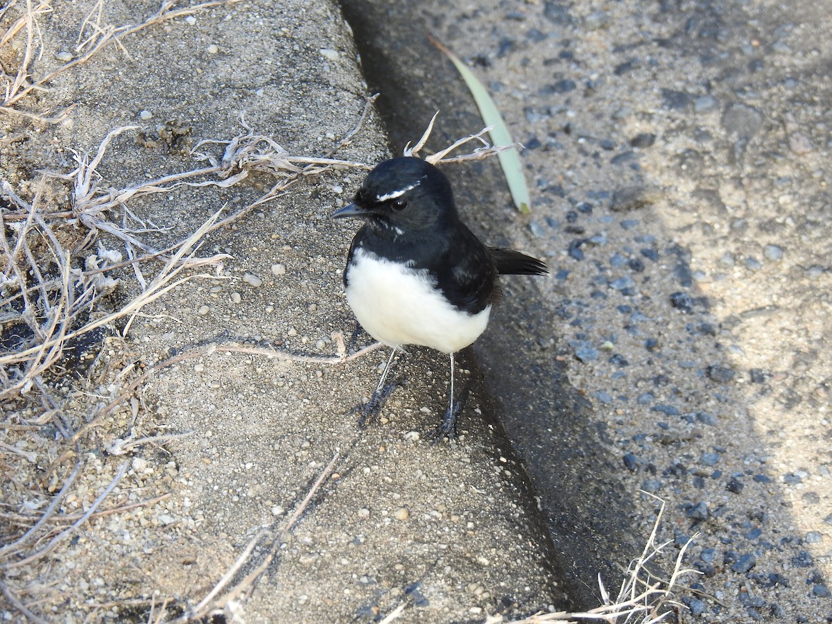 Willie-wagtail - ML619270899