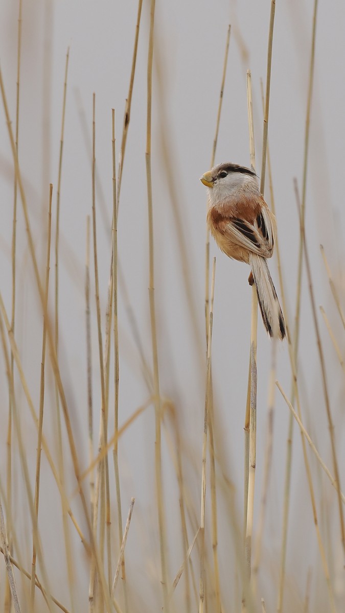 Reed Parrotbill (Northern) - ML619270925