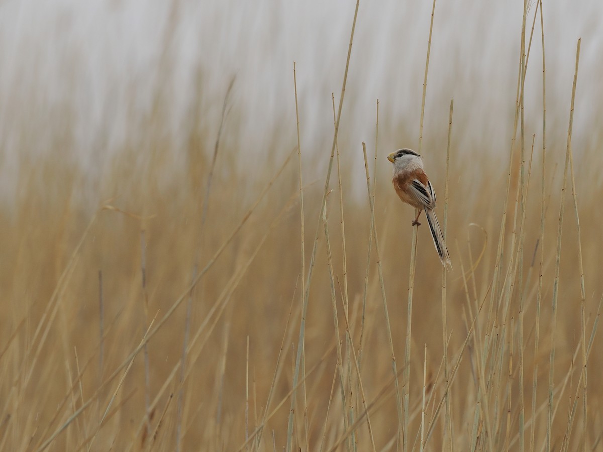 Reed Parrotbill (Northern) - ML619270926
