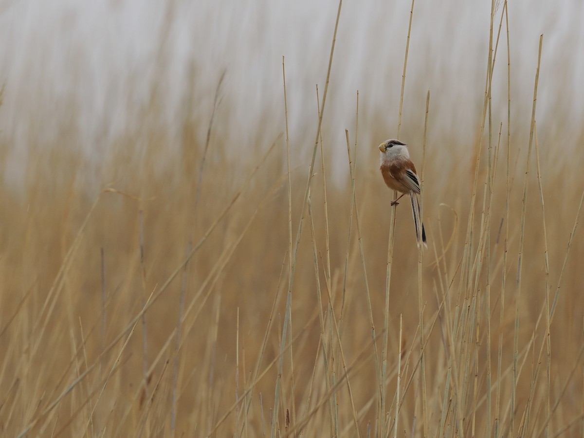 Reed Parrotbill (Northern) - ML619270927