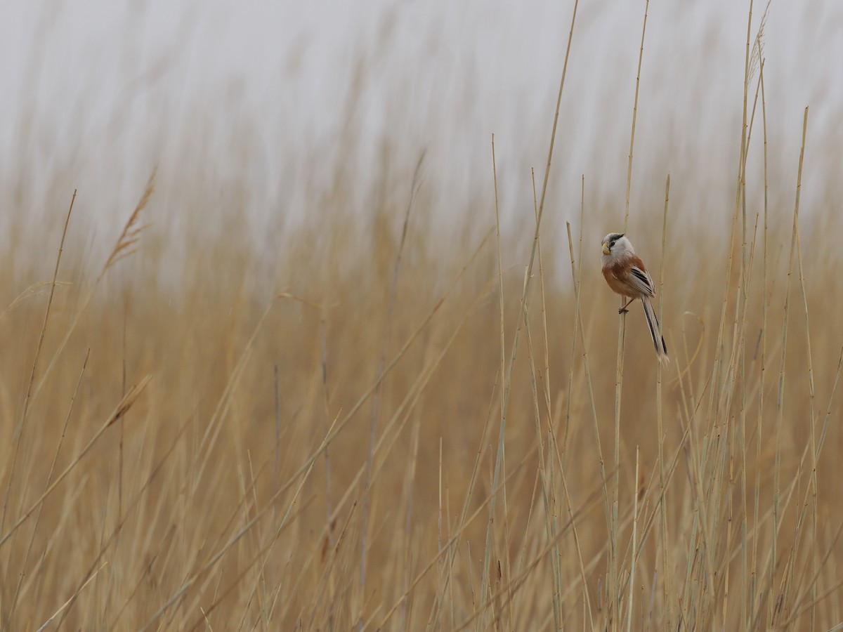 Reed Parrotbill (Northern) - ML619270928