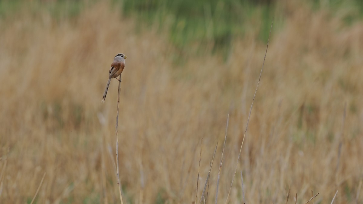 Reed Parrotbill (Northern) - ML619270937