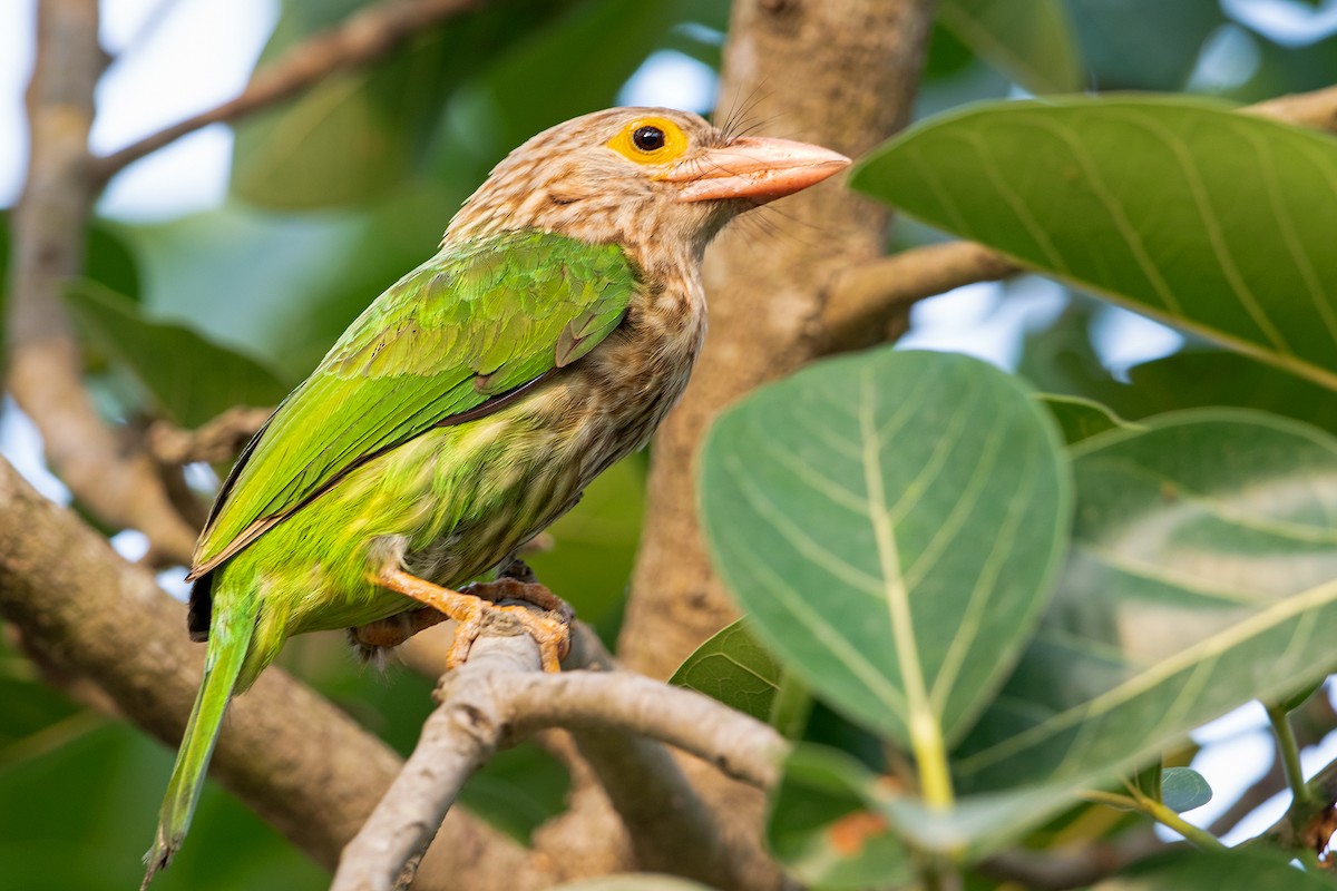Lineated Barbet - ML619270959
