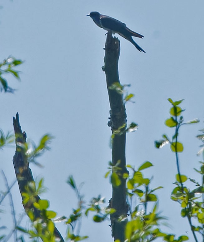 Common Cuckoo - ML619270965