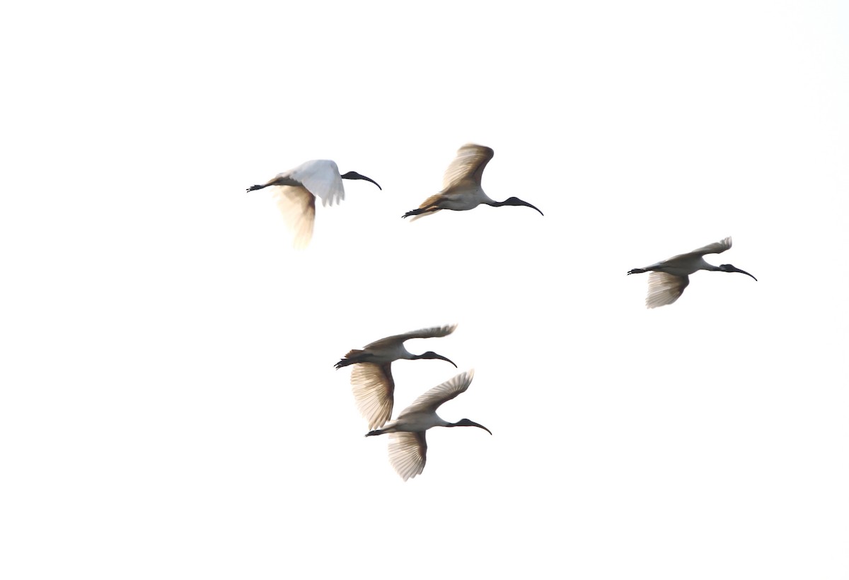 ibis černohlavý - ML619271044