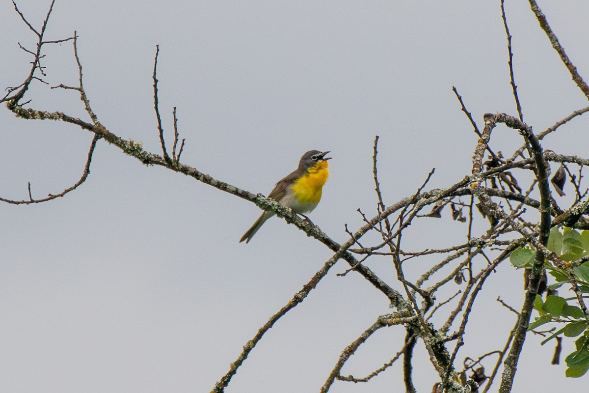 Yellow-breasted Chat - ML619271049