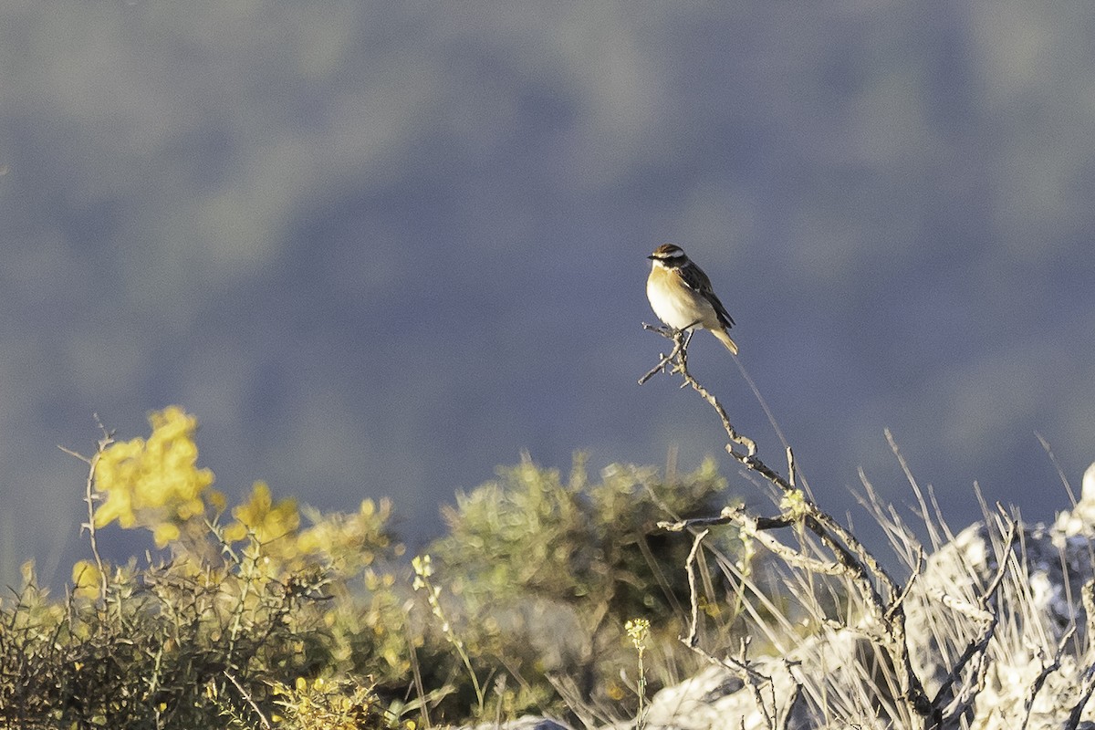 Whinchat - ML619271050