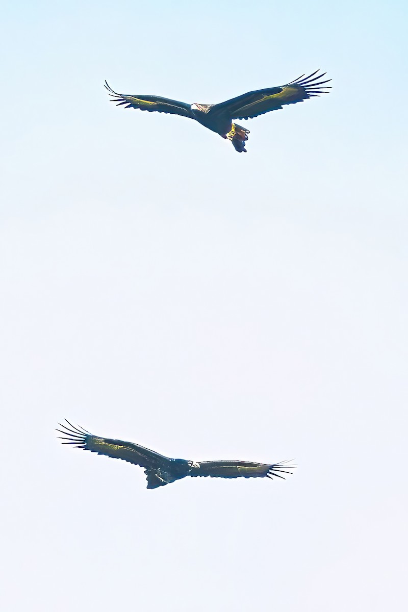 Wedge-tailed Eagle - ML619271074