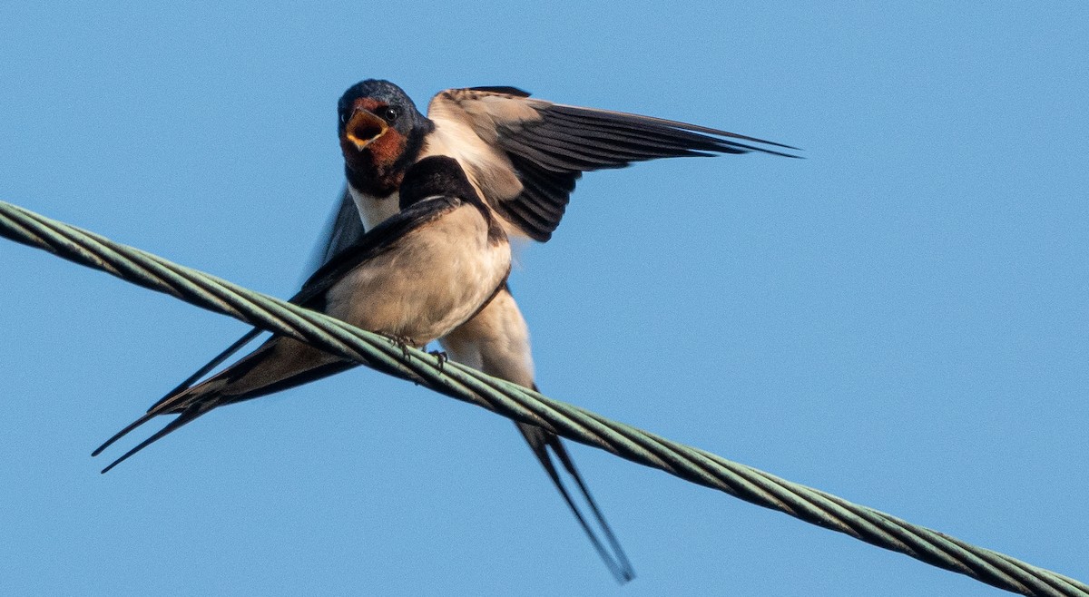 Barn Swallow (White-bellied) - ML619271112