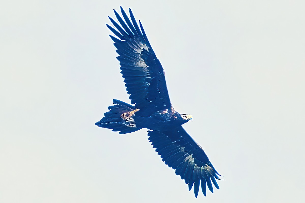 Wedge-tailed Eagle - ML619271131