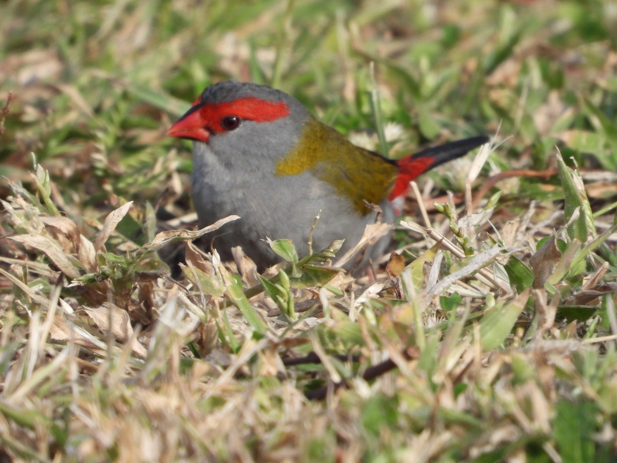 Red-browed Firetail - ML619271160
