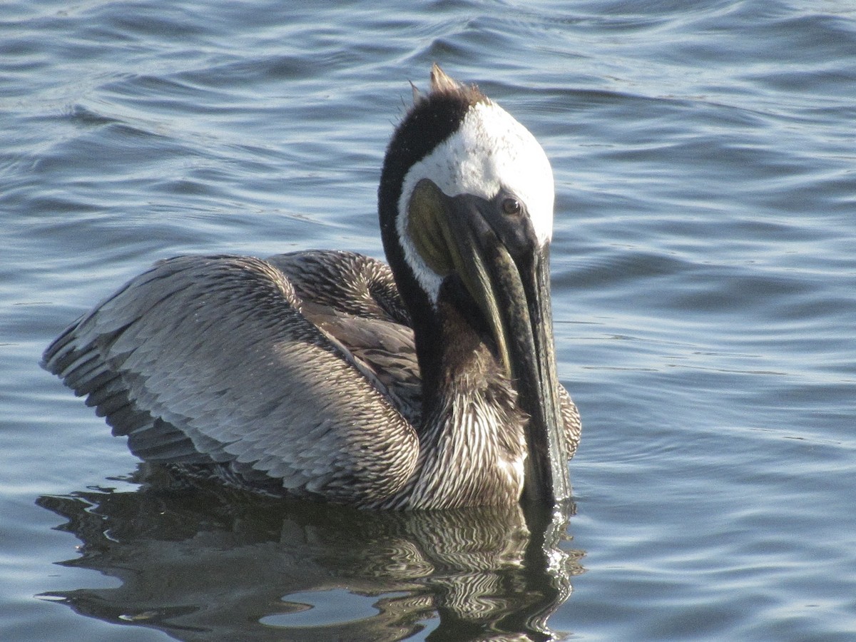 pelikán hnědý - ML619271198
