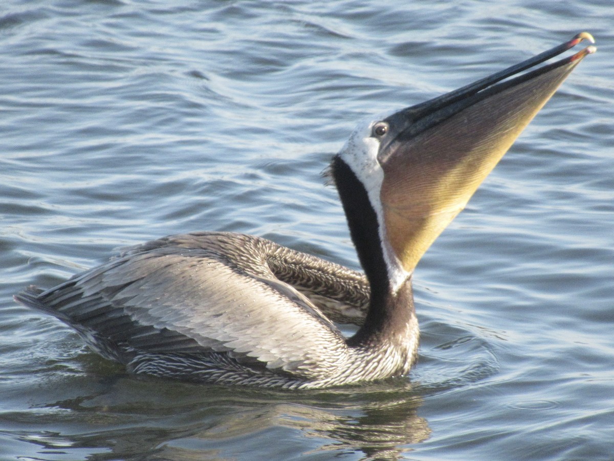 pelikán hnědý - ML619271199