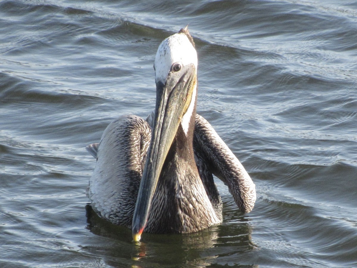 pelikán hnědý - ML619271200