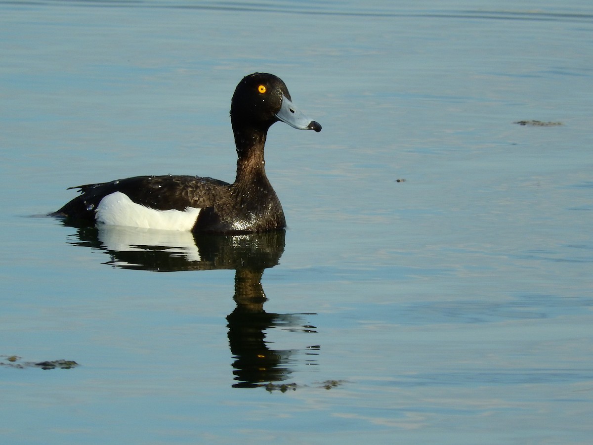 Tufted Duck - ML619271265