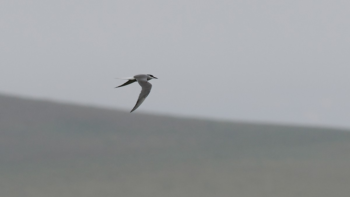 Common Tern (longipennis) - ML619271278