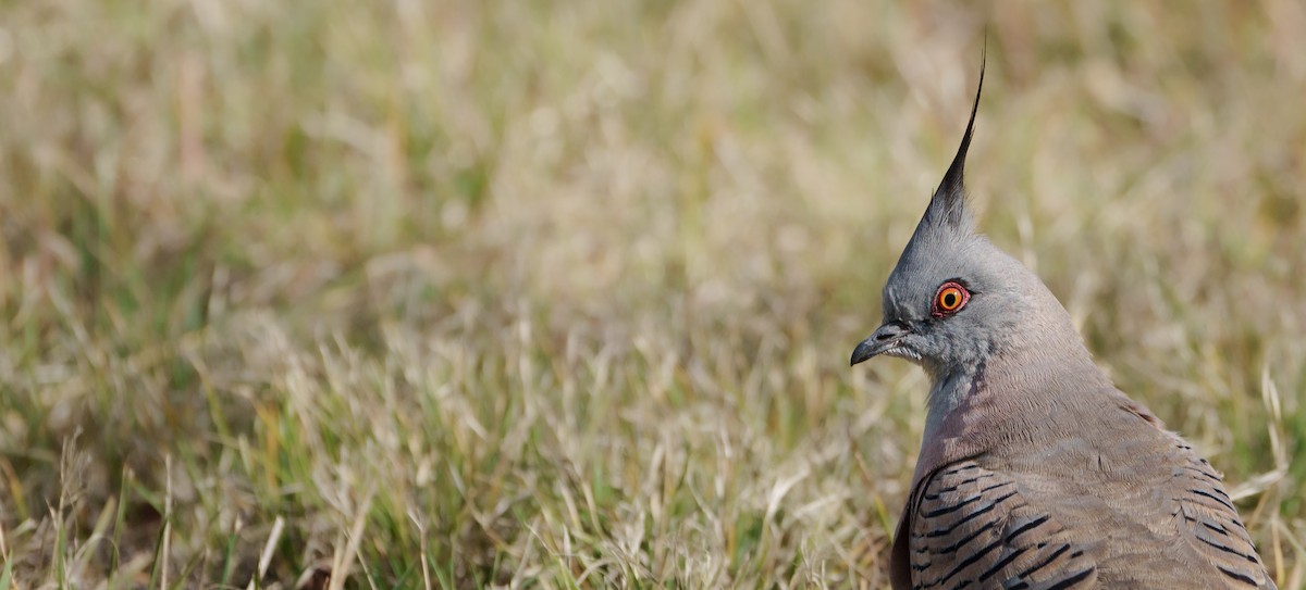 Crested Pigeon - ML619271280