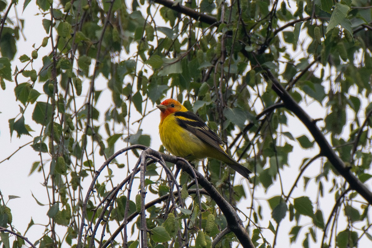Western Tanager - ML619271329