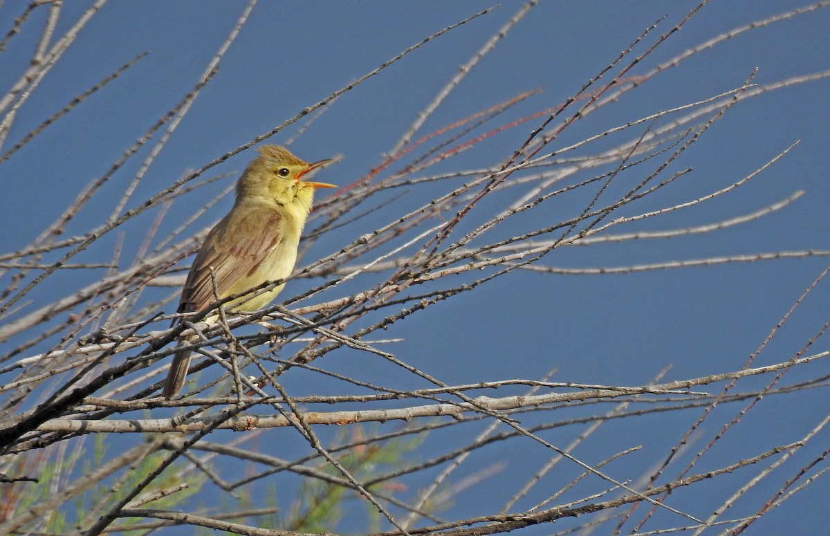 Melodious Warbler - ML619271368