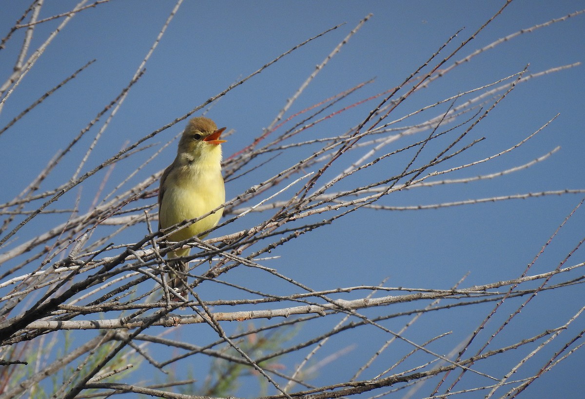 Melodious Warbler - ML619271369
