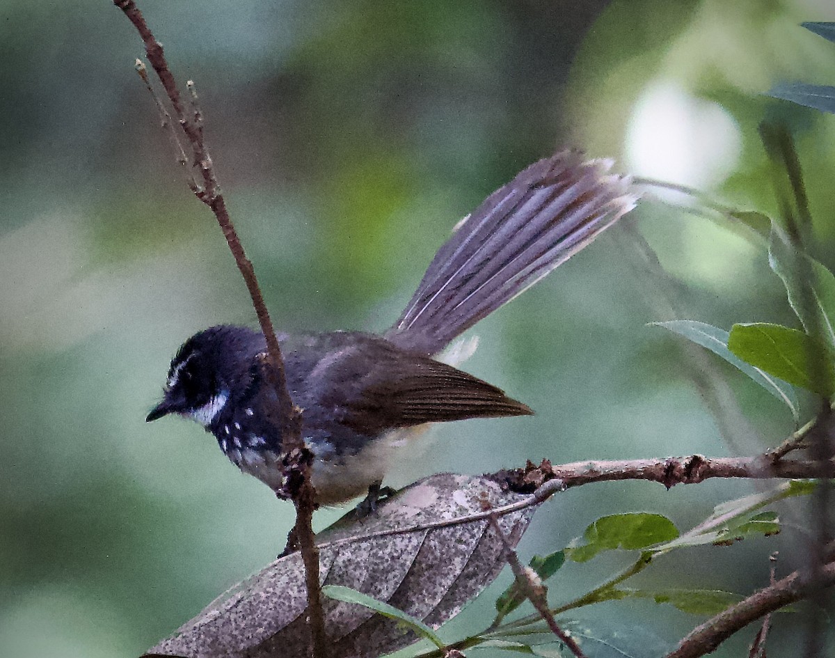 Spot-breasted Fantail - ML619271376