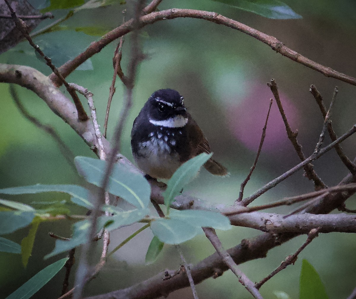 Spot-breasted Fantail - ML619271382