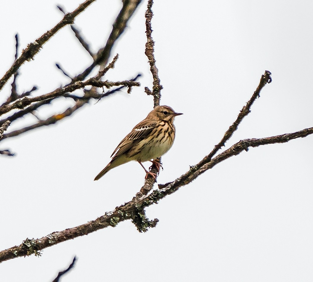 Meadow Pipit - ML619271390
