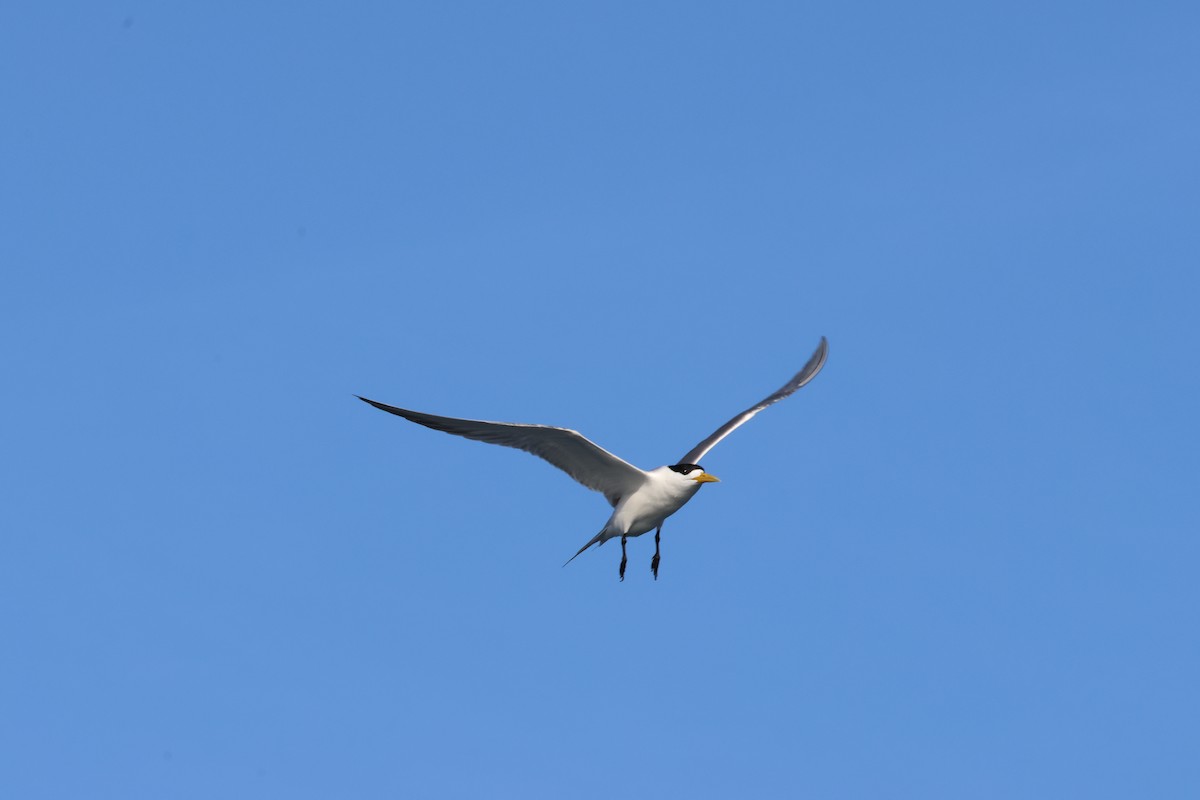 Great Crested Tern - ML619271396