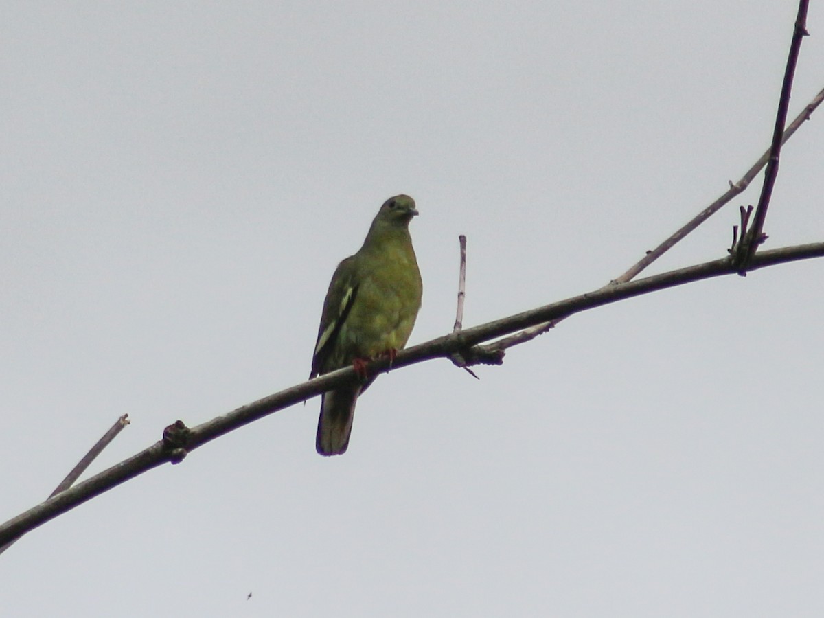 Pink-necked Green-Pigeon - ML619271427