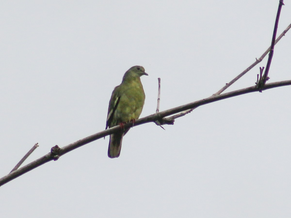 Pink-necked Green-Pigeon - ML619271428
