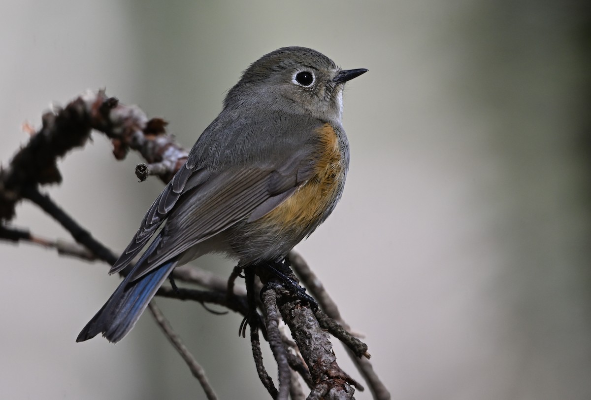Red-flanked Bluetail - ML619271431
