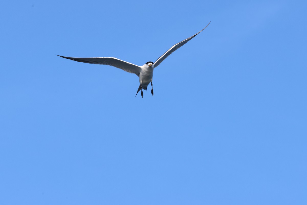 Great Crested Tern - ML619271440