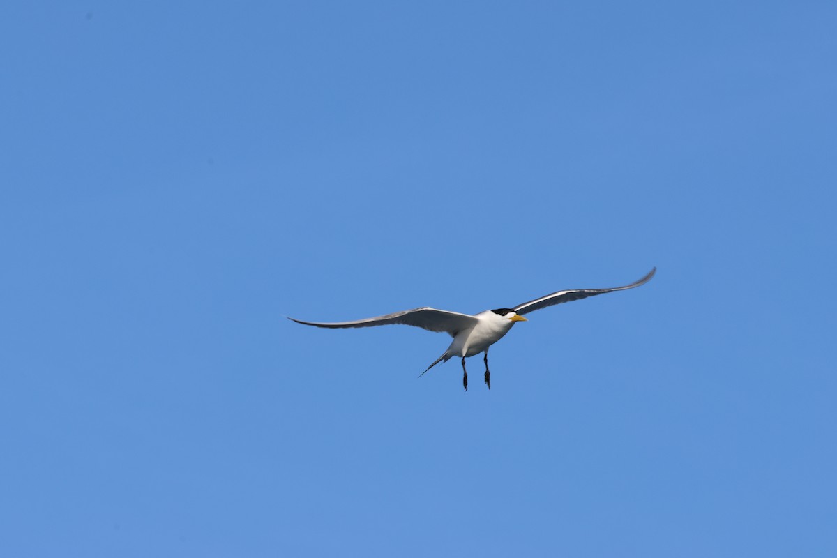 Great Crested Tern - ML619271442