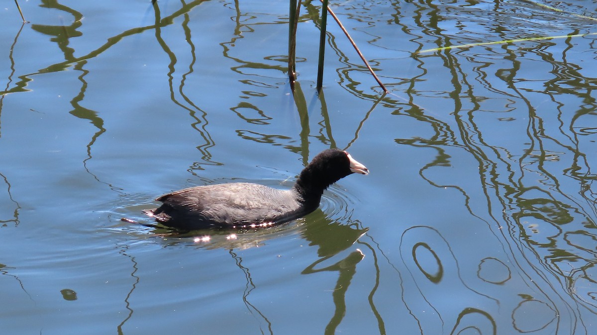American Coot (Red-shielded) - ML619271460