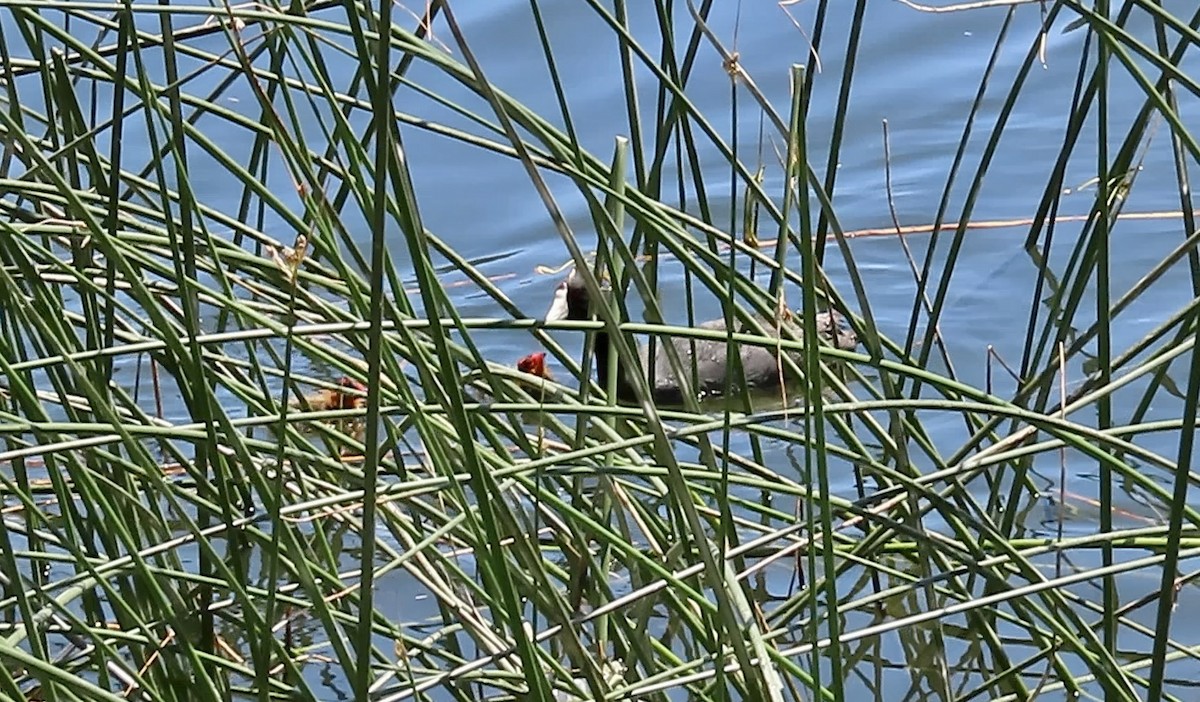 American Coot (Red-shielded) - ML619271473