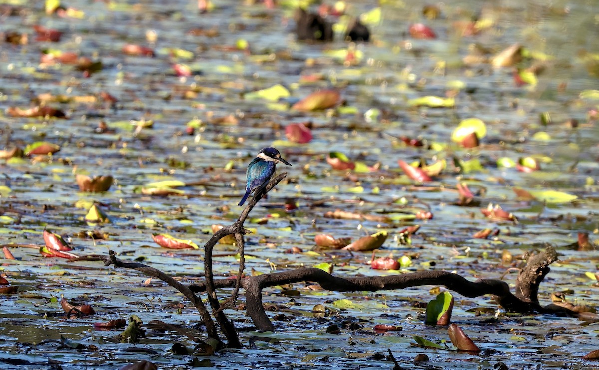 Forest Kingfisher - ML619271475
