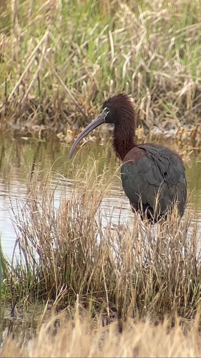 ibis hnědý - ML619271501