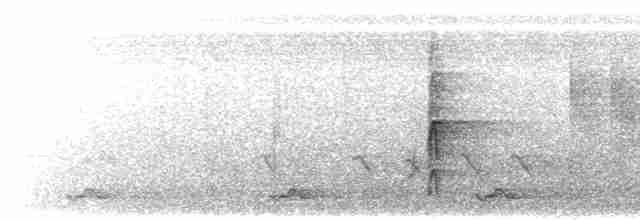 Пестрогрудый дятел - ML619271514
